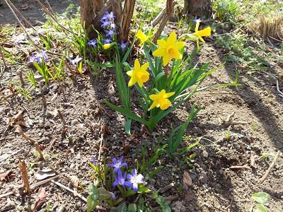 《バラ庭》ガーデンNOW～・・春を待ちわびていた花たち。。。