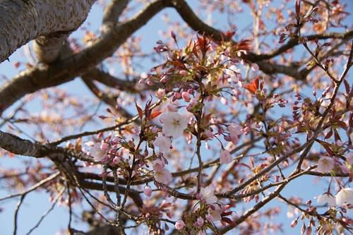 《バラ庭》ガーデンNOW～・・我庭にも桜前線。。。