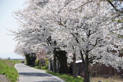 《バラ庭》つれづれ～・・最上川堤防千本桜。。。