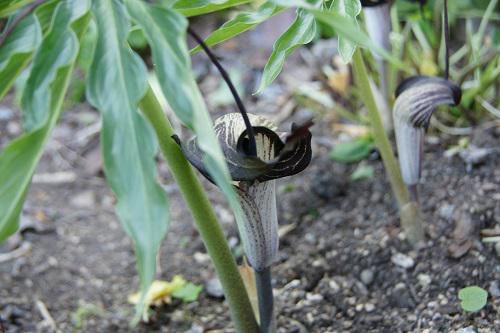 《バラ庭》ガーデンNOW～・・不気味な植物は？？・・・