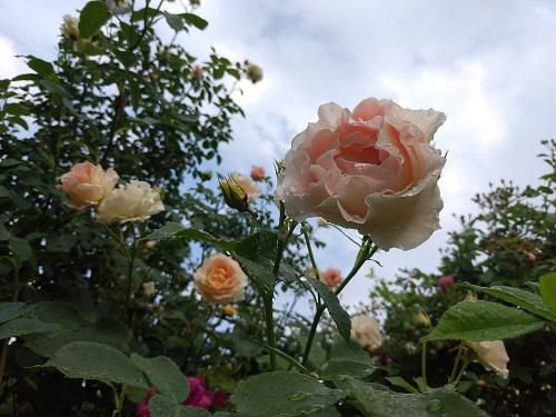 《バラ庭》ガーデンNOW～・・昨日の雨上がりの庭！