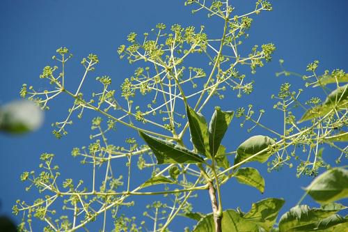 《バラ庭》ガーデンNOW～・・昼の花火？？？
