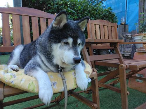 《バラ庭》黒柴サスケ～・・老犬サスケ！14歳になりました(>_<)