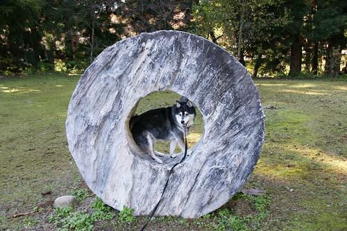 《バラ庭》黒柴サスケ～・・昨日は老犬サスケも一緒にお出かけ！