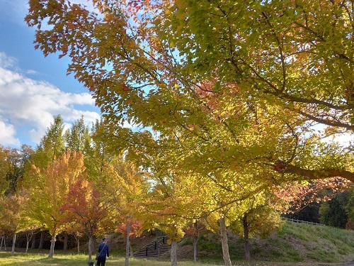 《バラ庭》つれづれ～・・きょうは好天気！南陽市総合運動公園へ～
