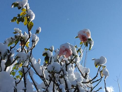 《バラ庭》つれづれ～・・けさは晴天～♪　午後から雪！雪！雪！