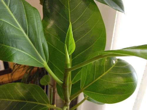 《バラ庭》つれづれ～・・春近し～♪　植物も動いています。