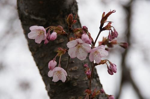 《バラ庭》ガーデンNOW・・開花です～♪
