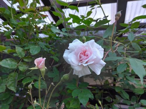 《バラ庭》ガーデンNOW～緑の庭も、花が開き始めて。。。