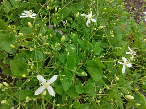 《バラ庭》ガーデンNOW～お盆には花が付き物