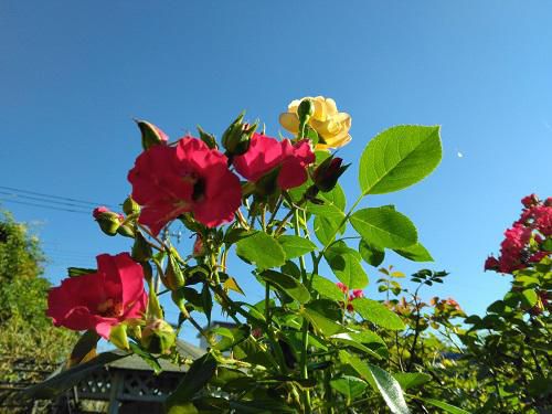 《バラ庭》ガーデンNOW～天高く、見上げて・・・