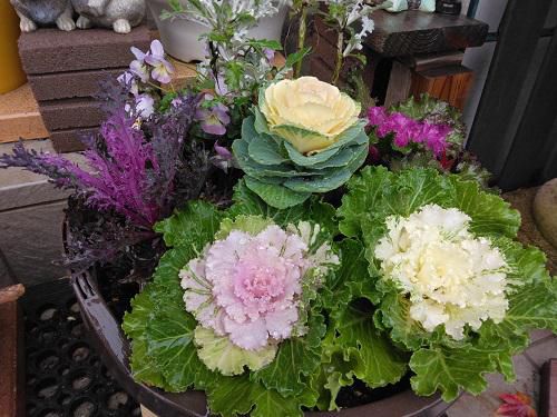 《バラ庭》ばーばの庭遊び～冬の寄せ植え、間に合いました！