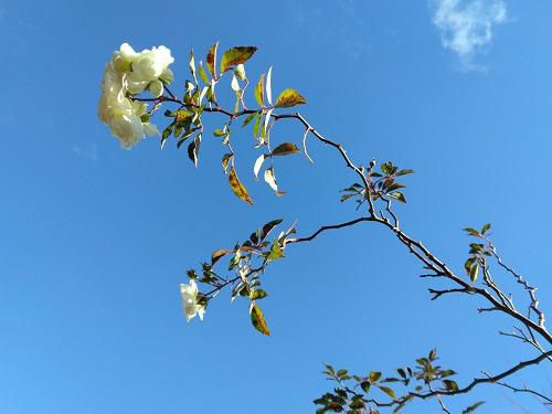 《バラ庭》つれづれ～・・きょうは、小春日和～♪