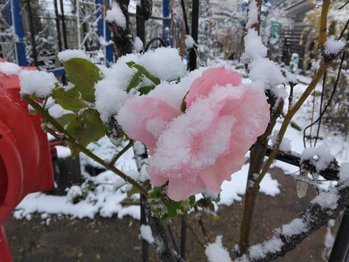 《バラ庭》つれづれ～・・きょうは雪の華？～
