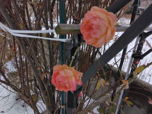 《バラ庭》冬休みブログ～・・1/9（回想）きのうの雪も解けて～