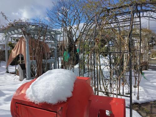 《バラ庭》冬休みブログ～・・1/17（回想）春のなごり雪？
