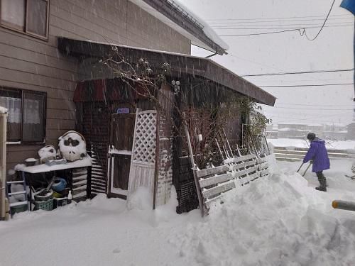 《バラ庭》冬休みブログ～・・1/26～28（回想）雪、降り続いています！