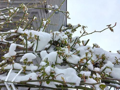 《バラ庭》つれづれ～・・昨日3/6の朝は、一晩で真っ白に！