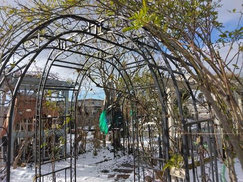 《バラ庭》冬休みブログ～・・1/14（回想）朝は日差しで青空も、徐々に雪が！