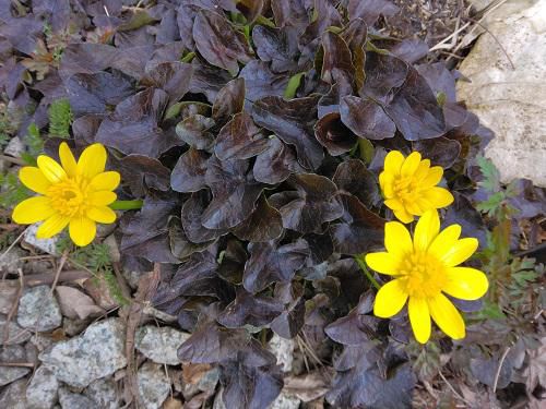 《バラ庭》ガーデンNOW～山野草の開花、その2。。。