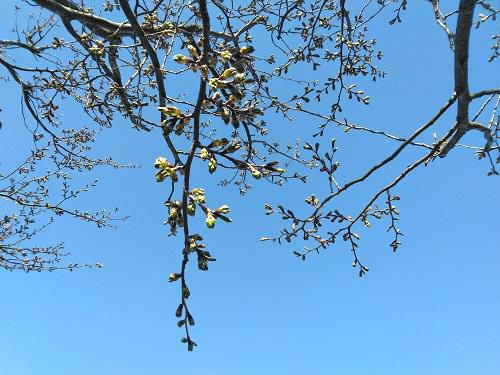 《バラ庭》ガーデンNOW～我庭の桜の開花まだまだ・・・