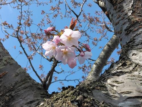 《バラ庭》ガーデンNOW～毎日が花の観察、まるで小学生・・・
