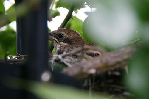《バラ庭》ガーデンNOW～じーじの写真館『モズのひな鳥』。。。