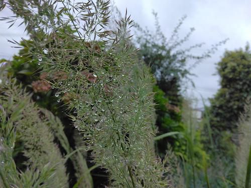 《バラ庭》ガーデンNOW～グラスの寄せ植え～♪