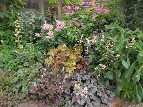 《バラ庭》オープンガーデン～ヒューケラの花壇は～♪