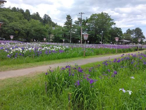 《バラ庭》つれづれ～・・あやめ公園行ってきました～♪
