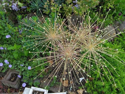 《バラ庭》マイガーデン～我が家の花火～♪