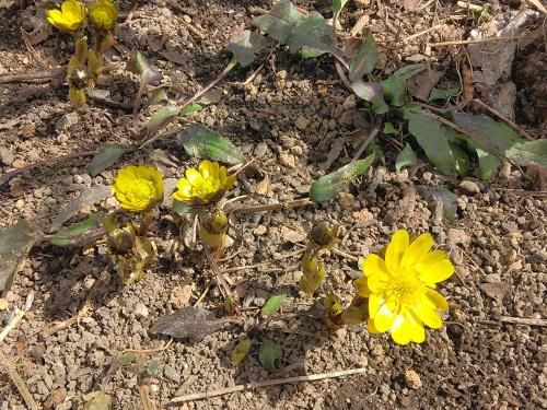 《バラ庭》ガーデンNOW～我庭の一番目の開花は福寿草