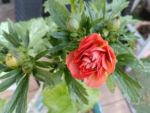 《バラ庭》ガーデンNOW～「ラナンキュラス」咲きました。