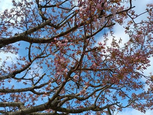 《バラ庭》ガーデンNOW～わが庭の遅咲きの桜も開花しました～♪