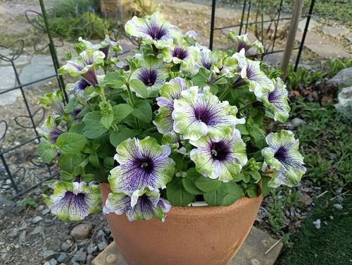 《バラ庭》ばーばの庭遊び・・今年もゲット出来ました！