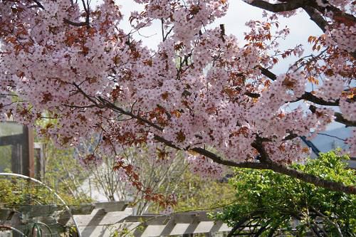 《バラ庭》じーじの写真館・・『桜も満開』葉桜に・・・　　　　