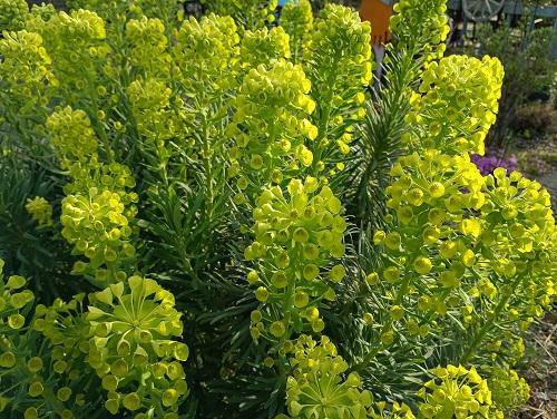 《バラ庭》ガーデンNOW～毎日が変化?