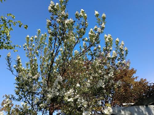 《バラ庭》ガーデンNOW～気まぐれなお天気です！