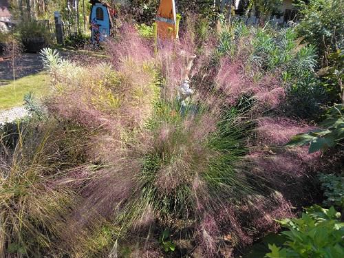 《バラ庭》ガーデンNOW~今年も一番~♪