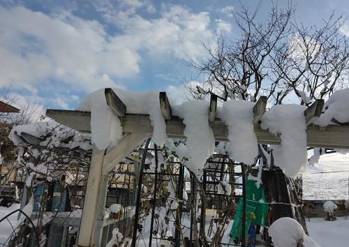 《バラ庭》ガーデンNOW~きのうの朝は早くから雪かき・・・