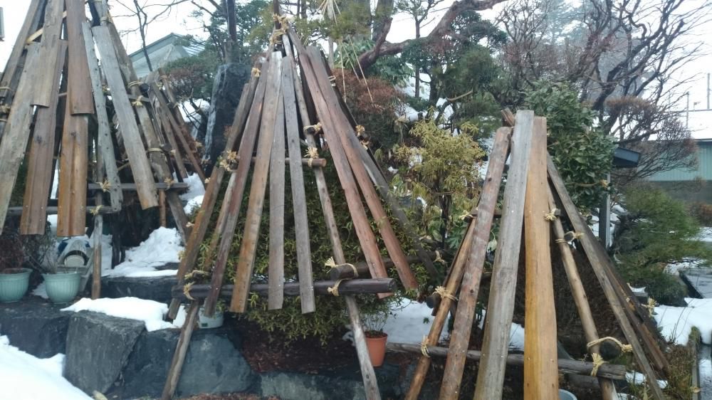 雪囲いの撤去時期です
