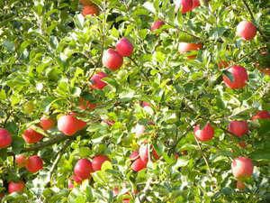 米沢の味ＡＢＣのＡのＡｐｐｌｅ（りんご）！狩り☆