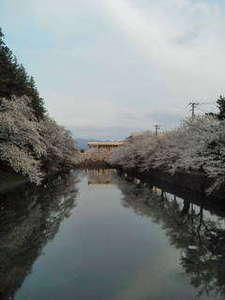 ソメイヨシノ桜