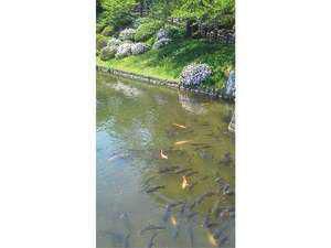 鷹山の鯉の飼育奨励