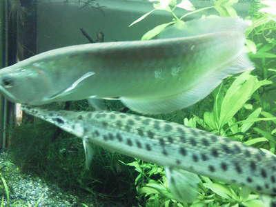 古代魚