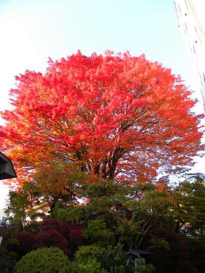 紅葉☆