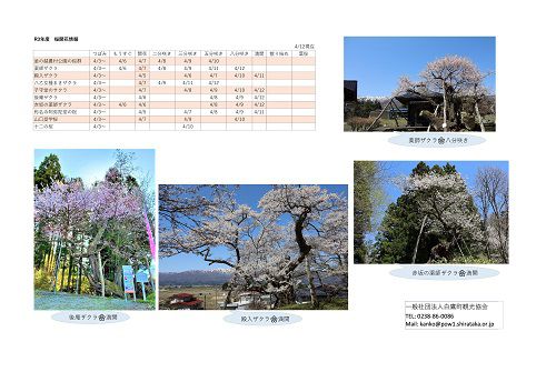4月12日（月）桜開花情報