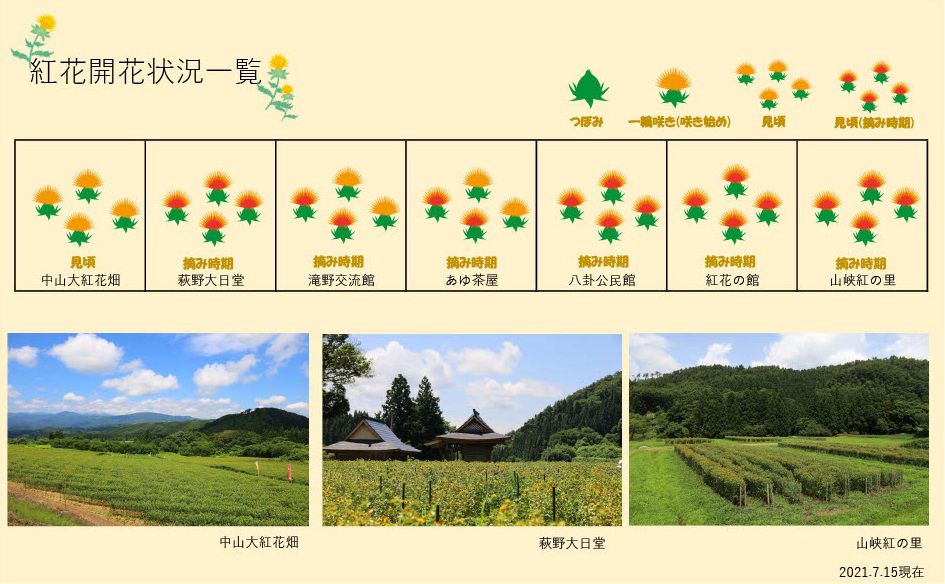 21.7.15 紅花畑