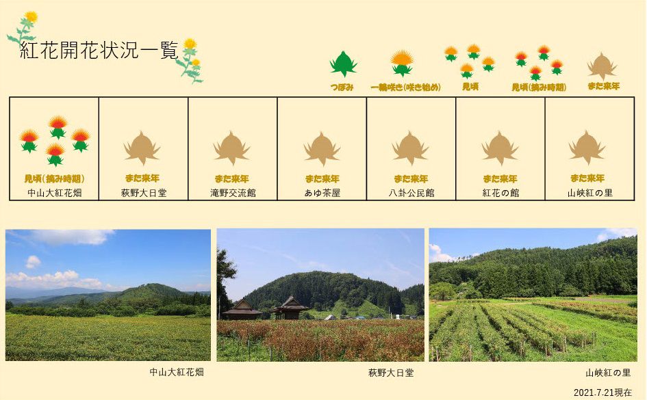 21.7.21　紅花畑