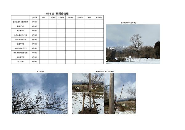 令和6年度さくら開花情報
